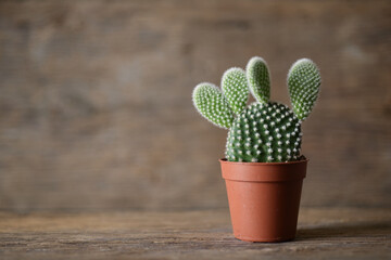 Cactus in a red plastic pot on wooden table, on wooden background. Natural houseplant decoration.
