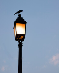 Fototapeta na wymiar A bird sitting on street light with yellow lamp under blue sky