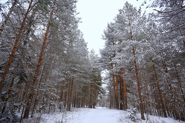 winter fir trees in the forest landscape with snow covered in december