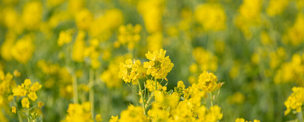 菜の花畑