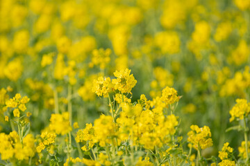 Fototapeta premium 菜の花畑