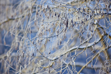 branches covered with frost background abstract winter december view