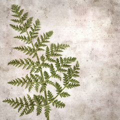 square stylish old textured paper background with lacy leaves of Todaroa montana, plant endemic to the Canary Islands
