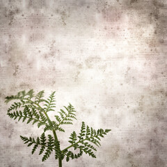 square stylish old textured paper background with lacy leaves of Todaroa montana, plant endemic to the Canary Islands
