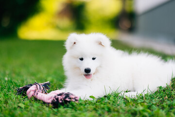 White Samoyed puppy dog playing with a toy on the lawn