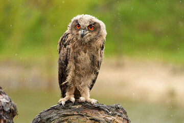 Wild Eurasian Eagle Owl sits outside on a tree trunk in the rain. Red-eyed, six-week-old bird of prey. raining, raindrops rainy weather
