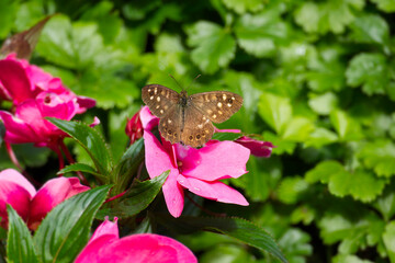 Speckled Wood Butterfly (Pararge aegeria) perched on a pink flower in Zurich, Switzerland