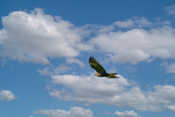 Buzzard in flight with wings outstretched, with spectacular, dramatic blue and white sky. colorful, one animal, background, animal themes