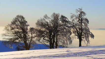 Drei Buchen im Abendrot in Schneelandschaft