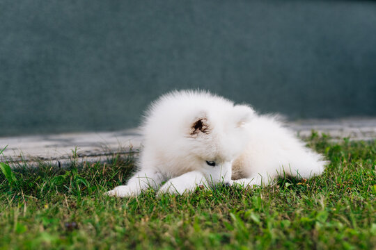 White puppy Samoyed playing in the yard on a green lawn