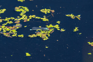 Colorful dragonfly on a plant reflecting in the water, isolated on natural background