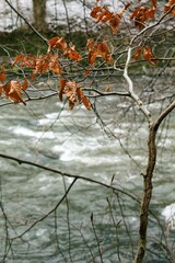 dry leaf on the tree