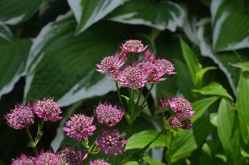 Blooming purple great masterwort 'Moulin Rouge', scientific name Astrantia major