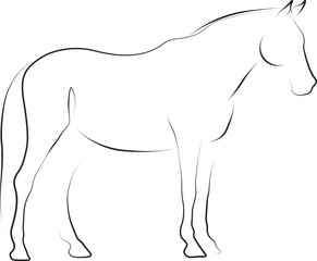 dressage horse illustration vector art