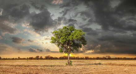 Lonely big green tree in dry wasteland with dramatic sky a concept for global warming