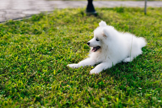 Funny Samoyed puppy on the green grass playing