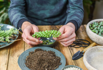 Mann hält Sedum Burrito in der Hand, Sukkulenten vermehren, pflegen, einpflanzen, Zimmerpflanzen...