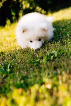 Funny Samoyed puppy on the green grass playing