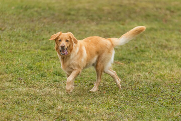 light blonde male dog hovawart in the park