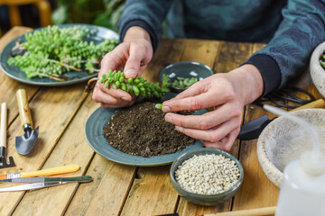 Zimmerpflanzen einpflanzen, Mann pflanzt Sedum Burrito in einen Tontopf, auf einem Arbeitstisch gärtnern, Fetthenne vermehren, Urban Jungle