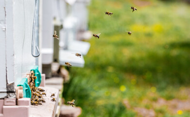 Realization of honey production by honey bees
