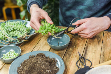 Mann hält Sedum Burrito in der Hand, Sukkulenten vermehren, pflegen, einpflanzen, Zimmerpflanzen...