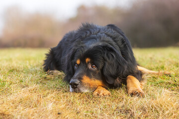 male dog hovawart gold and black resting with his head on his paws