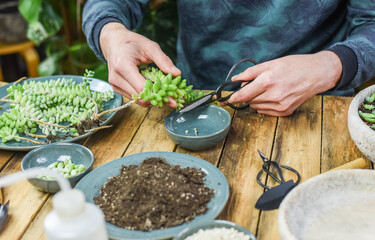 Mann hält Sedum Burrito in der Hand, Sukkulenten vermehren, pflegen, einpflanzen, Zimmerpflanzen Urban Jungle
