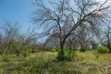 Trees dry up as a result of the pest eating the roots. Ecological catastrophy