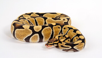 Ball python // Königspython (Python regius) - Desert Ghost colour morph