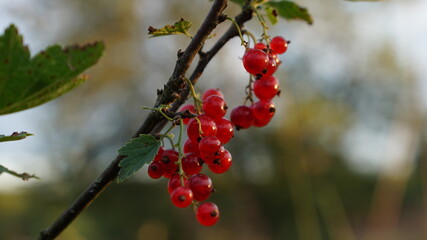 Fototapeta na wymiar Red currant berries on the branch