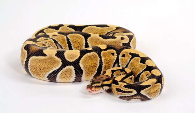 Ball python // K&ouml;nigspython (Python regius) - Desert Ghost colour morph