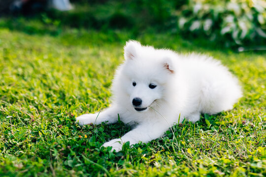 White and cute Samoyed puppy on green Grass