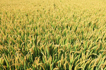 Mature rice in rice field, The rice fields are under the blue sky.