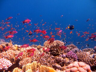 Fototapeta na wymiar red sea fish and corals