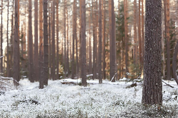 Fototapeta premium winter forest landscape covered with snow, december christmas nature white background