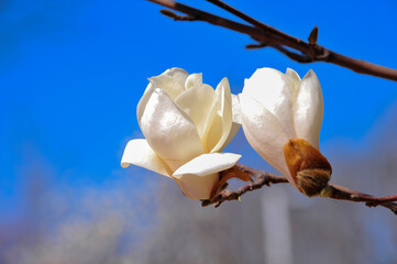Fototapeta na wymiar In spring, under the background of blue sky, magnolia trees bloom beautiful magnolias