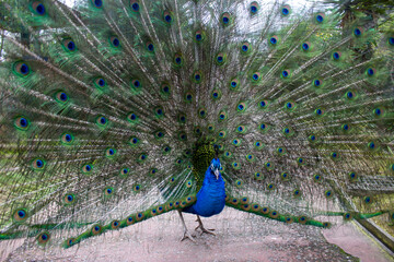 羽を広げる孔雀