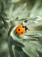 ladybird on a leaf