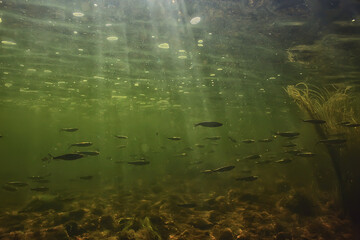 fish underwater shoal, abstract background nature sea ocean ecosystem