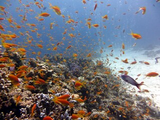 red sea fish and corals