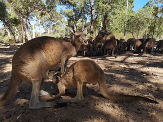 Western Grey Kangaroo joey feeding from the pouch 