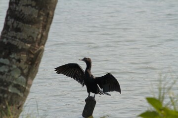 Comorant drying wings