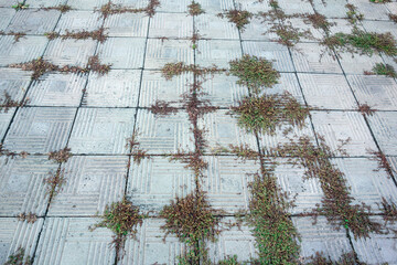 Paving slabs with sprouted grass