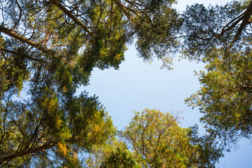 Obraz premium Sky in a pine forest