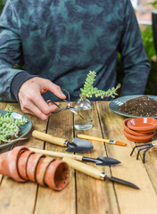 Sedum Burrito Ableger in Wasserglas, Mann vermehrt Zimmerpflanze