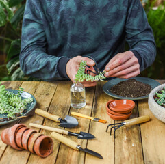 Sedum Burrito Ableger in Wasserglas, Mann vermehrt Zimmerpflanze