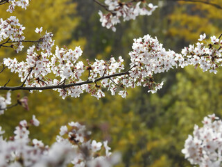 桜渡り
