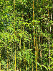 Phyllostachys Aurea an evergreen flower plant commonly known as fish pole bamboo, stock photo image