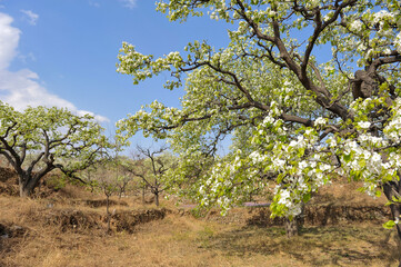 The pear trees on the hillside are full of white pear flowers
